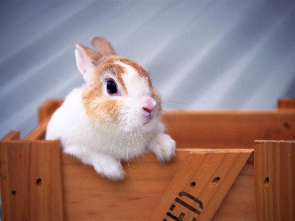 兔子认识自己的家吗？是怎么认识家的？兔子是认得家的，依靠视觉和嗅觉
