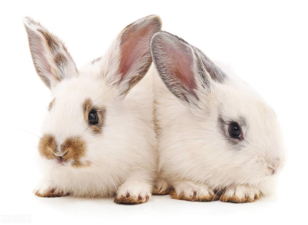 什么兔子品种最贵？兔子品种名贵排行榜