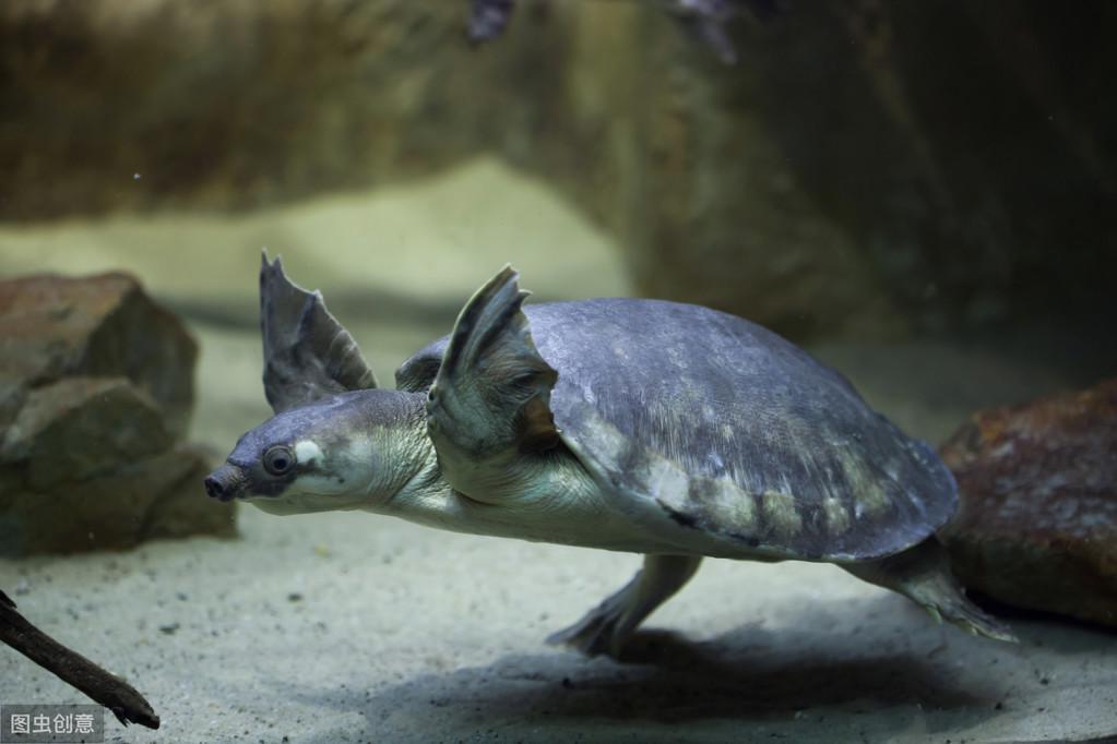 长相非凡，可爱神奇的猪鼻龟很好养，猪鼻龟应当如何养？