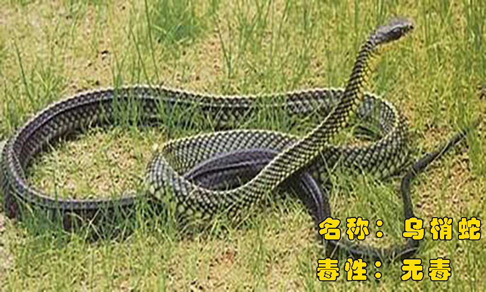 生活在我们身边的八大蛇类，它们分别是谁？毒性又如何呢？
