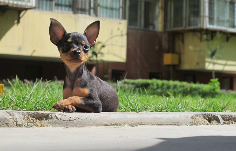 告诉你一个秘密，养狗最好养小鹿犬，你喜欢这个品种吗？