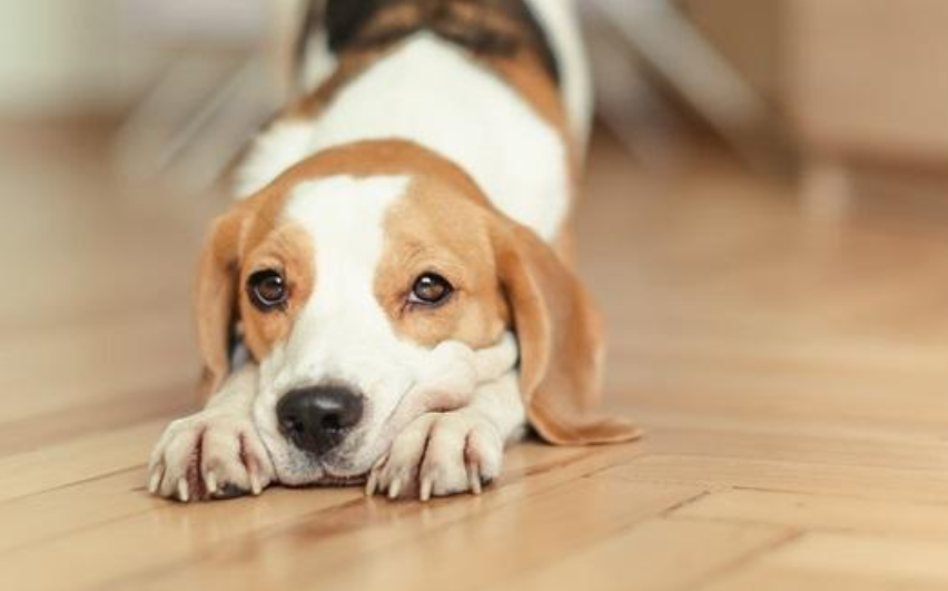 为什么狗狗经常弓腰伸腿？狗狗经常弓腰伸腿的4个原因