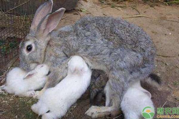 兔子多大可以繁殖？一年能繁殖几次？