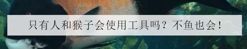 海水小百科—红海骑士你知道是什么吗？