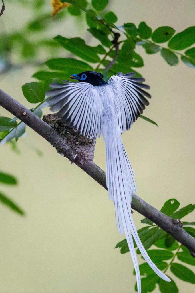 东方寿带鸟的介绍，森林中的长尾小凤凰
