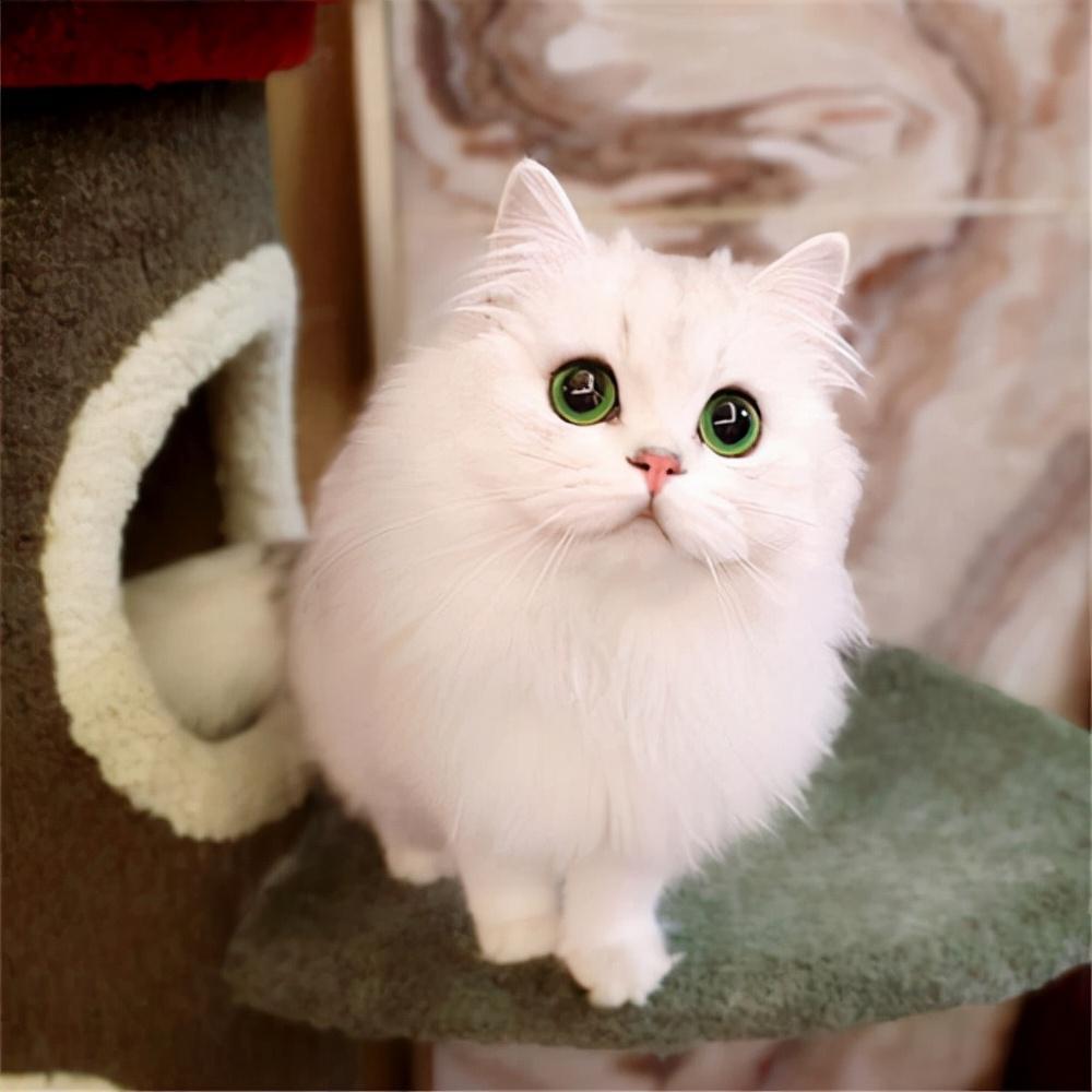 金吉拉是一种神奇的猫，会让养的人爱不释手
