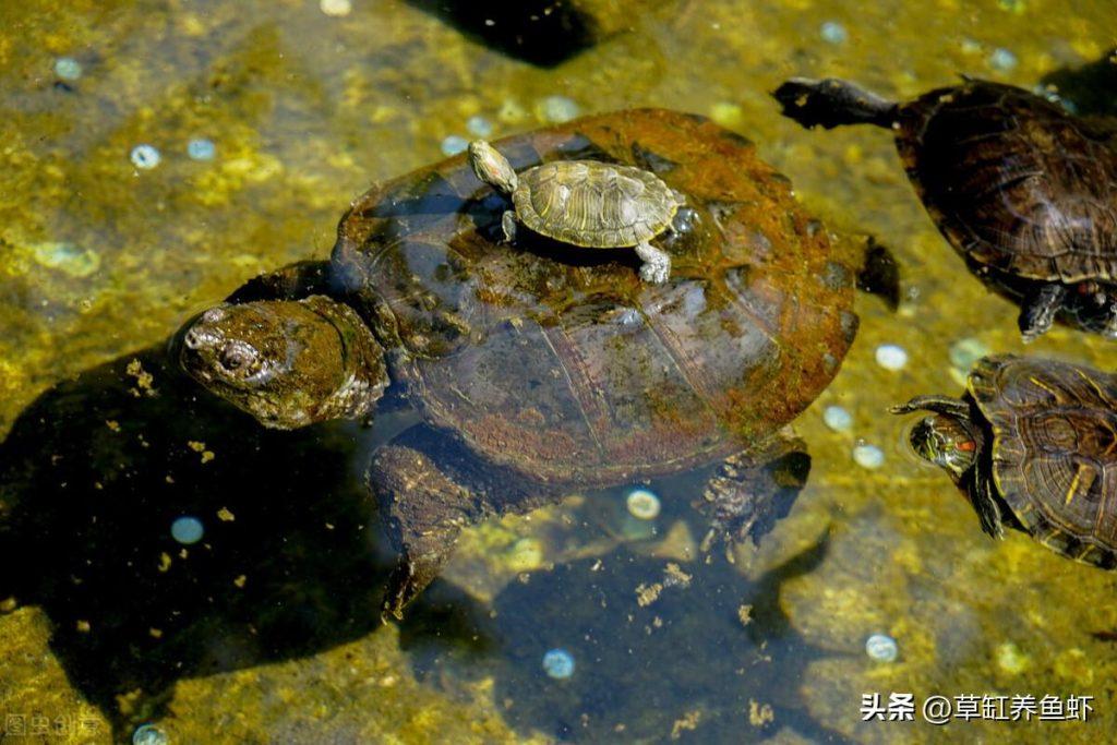 怎样才能将鳄龟养得很大？需要做很多工作，这4个细节要注意