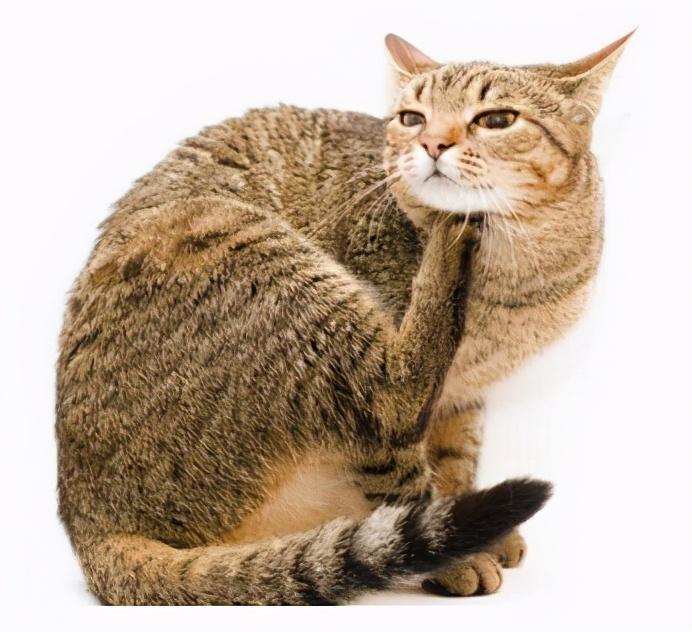 为什么宠物猫喜欢抓耳朵？对日常清洁护理需重视