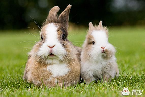 如今养兔子的人越来越多，兔兔需要绝育吗？