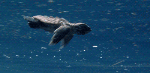 海龟有哪些品种？全球现存海龟共有7种