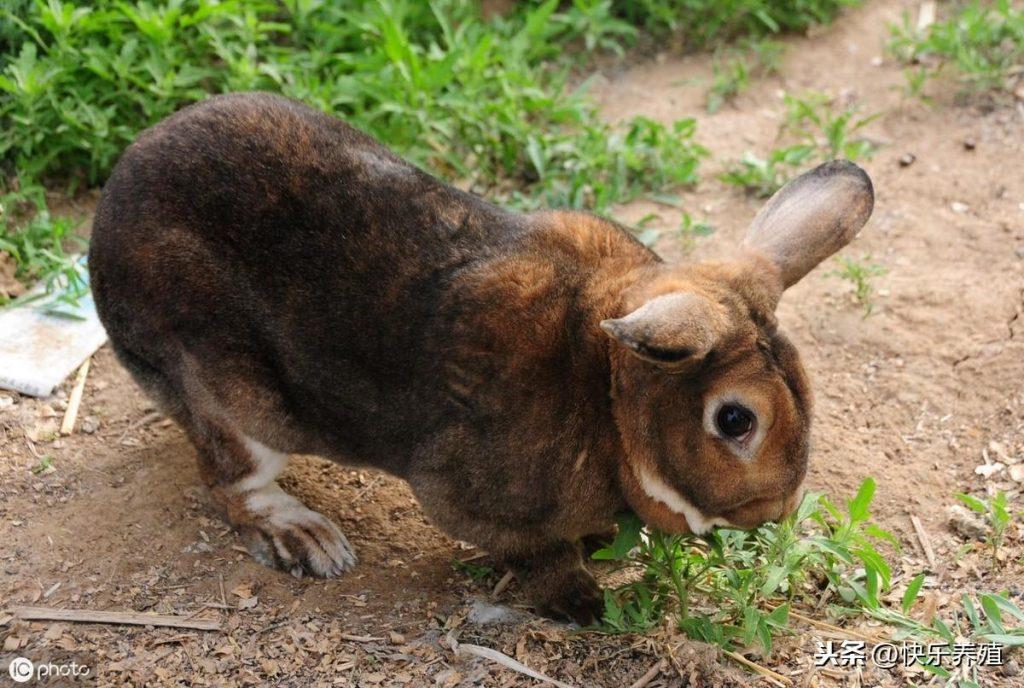 兔子不吃食的7个原因分析，建议养兔户收藏备用！
