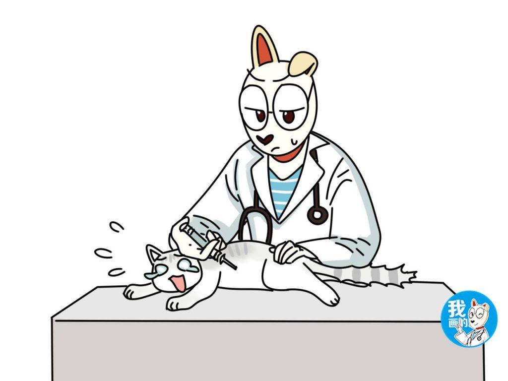 什么是猫免疫缺陷病毒感染？猫咪免疫力低下经常生病需要注意