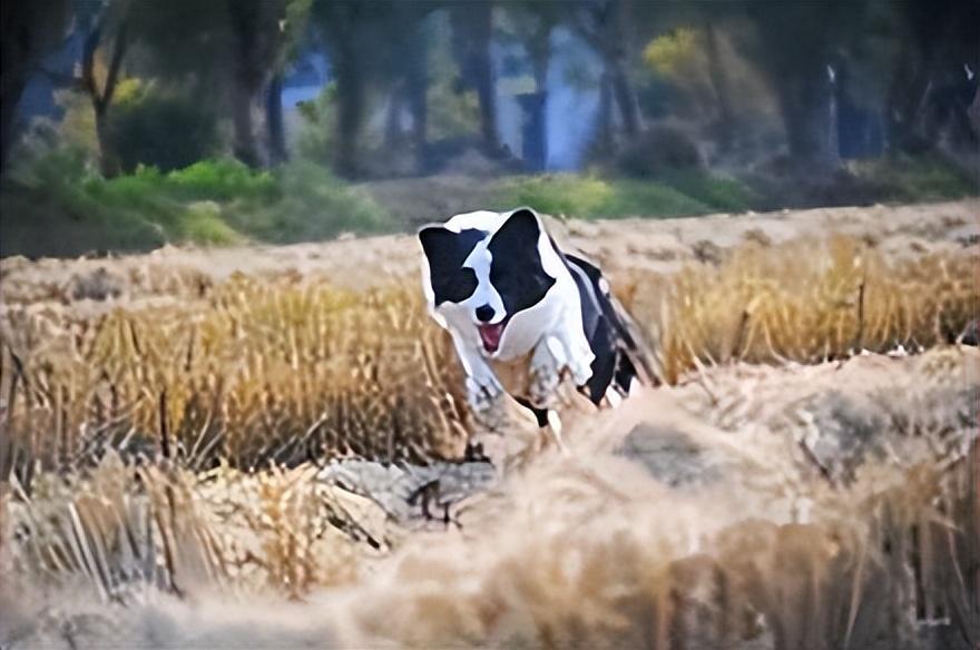 边境牧羊犬，你们认识吗？