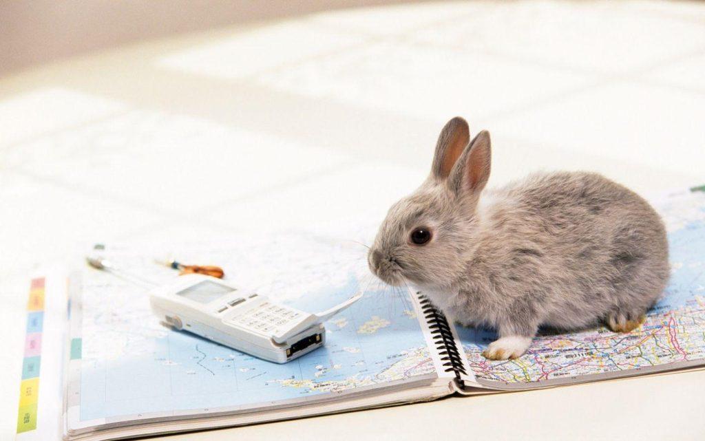 兔子认识自己的家吗？是怎么认识家的？兔子是认得家的，依靠视觉和嗅觉
