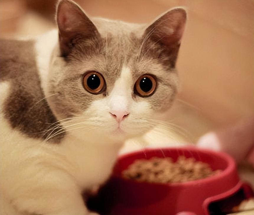 小秘密：猫咪的几种“叫声”的含义，你知道吗？