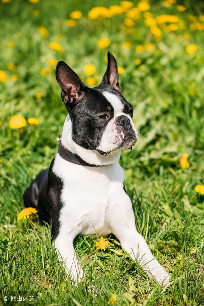 像极了法牛的犬——波士顿梗犬的介绍