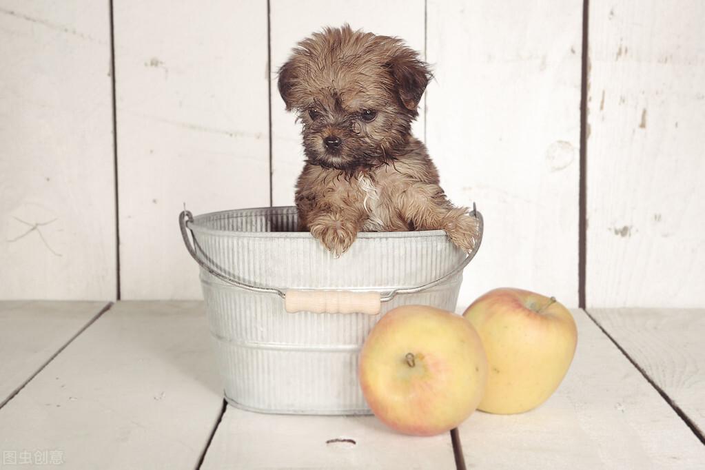 茶杯犬——温室里的一朵娇花