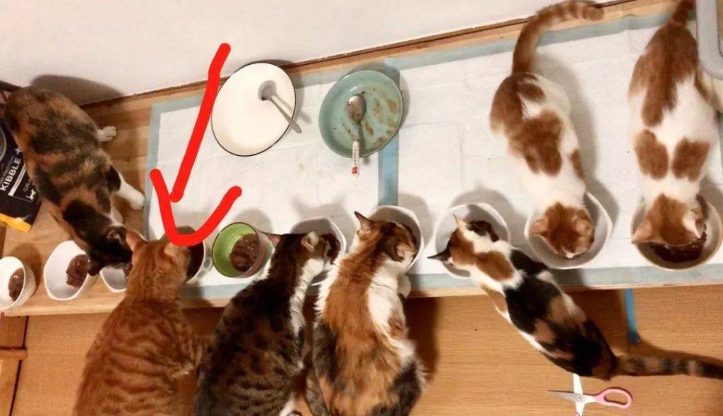 猫咪的主食罐头怎么选？德国罐头开罐测评