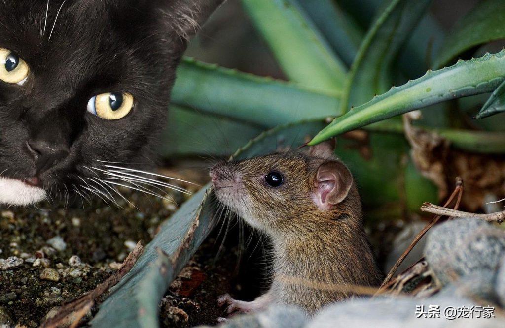 从动物营养学角度谈：野猫每天吃几只老鼠合适？