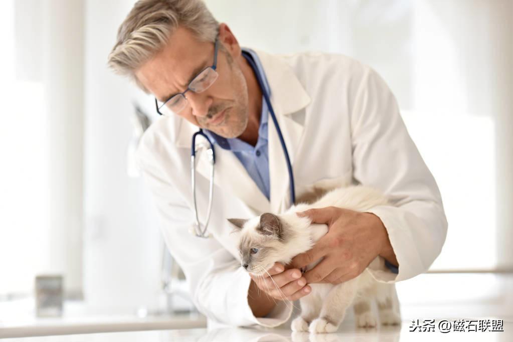猫咪肚子疼为什么要做尿液分析检查？检查前有什么注意事项？
