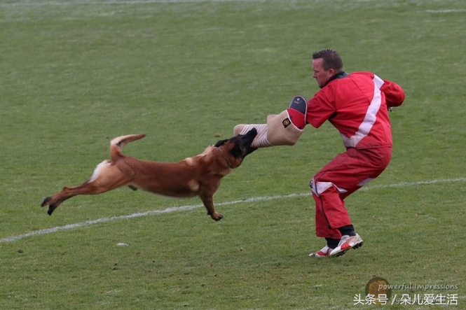 一跃就能翻越3米高栅栏，关于马犬你了解多少？