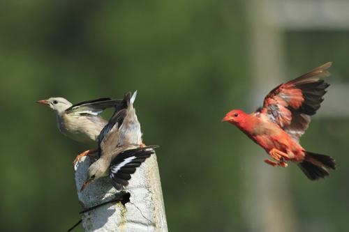 为什么要放生笼鸟？野生鸟和笼养鸟在生活上有什么差异？