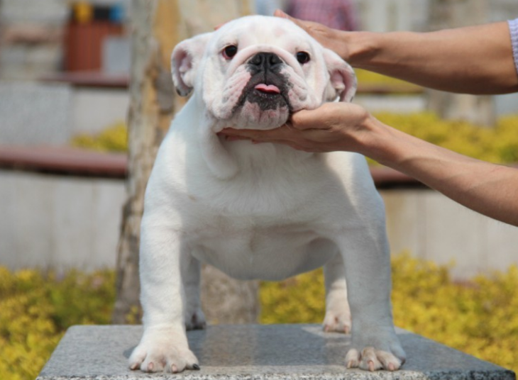 英国斗牛犬体臭怎么办？学会这几招可以帮到你