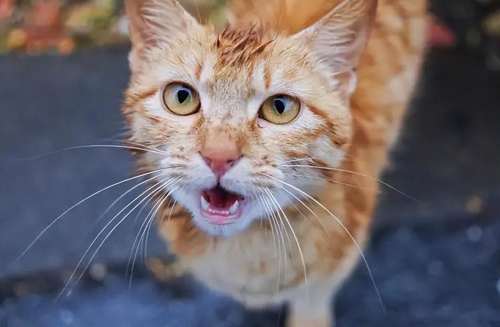 小秘密：猫咪的几种“叫声”的含义，你知道吗？