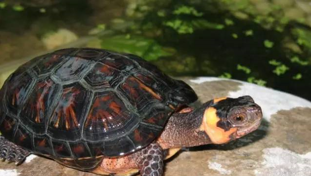 龟类百科之：牟式水龟