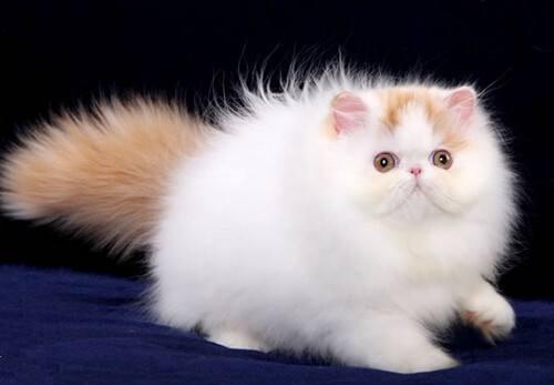 宠物猫波斯猫多少钱一只？波斯猫性格是怎样的？