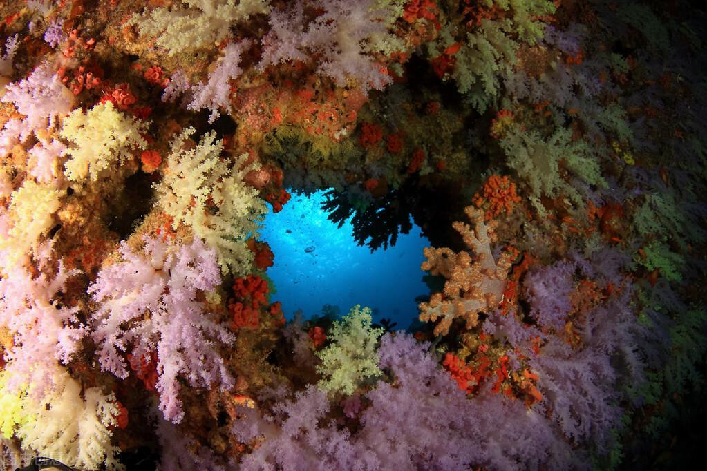 大量珊瑚掉色？珊瑚的颜色是从哪来的？珊瑚白化背后会有什么危机？