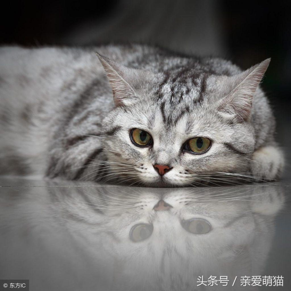 中国虎斑猫与美国虎斑猫4大区别：自然猫种与培育猫种