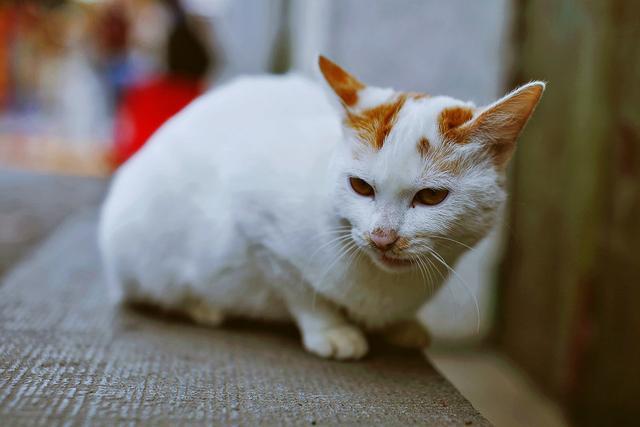 盘点价格最贵的八种宠物猫：最贵的居然是热带草原猫？