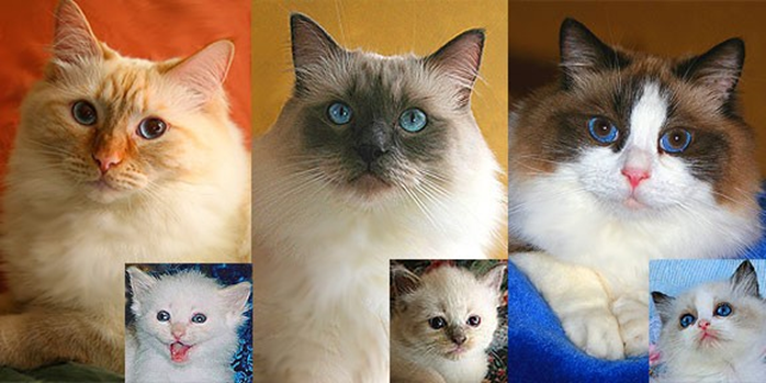 布偶猫到底有多少种花色？你最喜欢哪个颜色的？