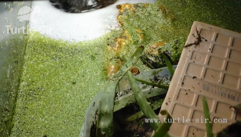 养龟如何判断龟缸水质好坏？养龟龟缸水质好坏判断方法