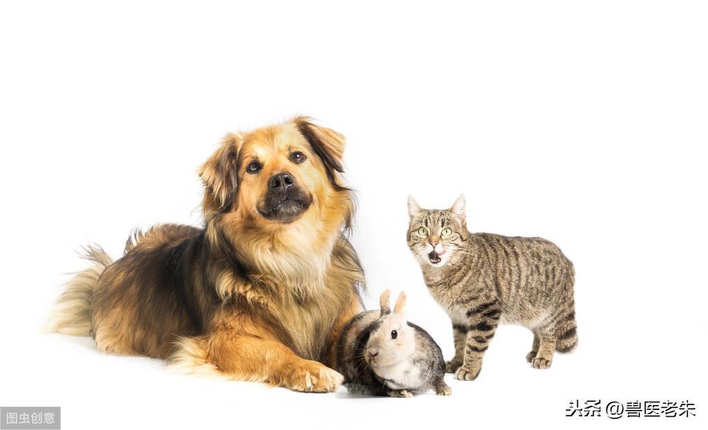 什么是犬猫的外耳炎？如何诊断治疗？详细了解犬猫的外耳炎及治疗