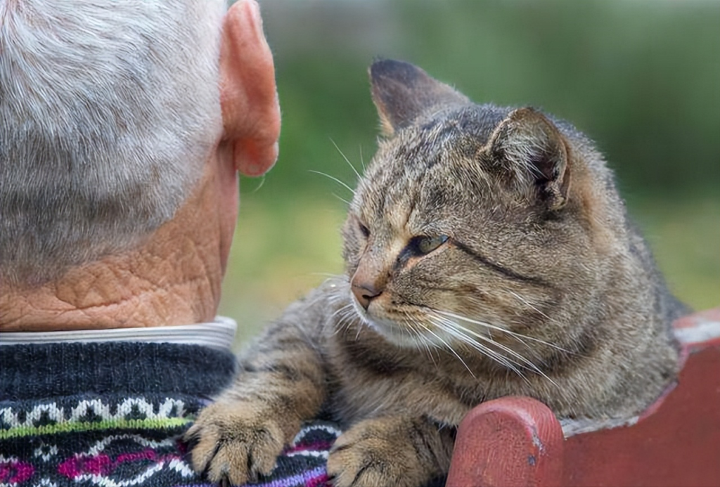 猫咪一生要经历的六个阶段，你家猫咪现在处于哪个时期？