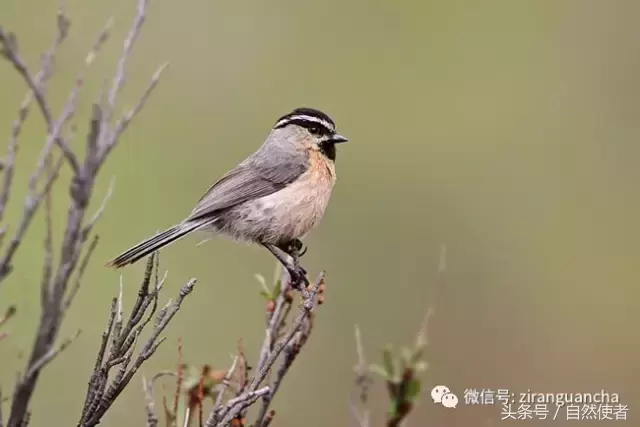 中国特有的山雀有多少种？山雀的品种和图片介绍