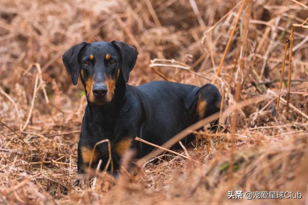 百科 |：杜宾犬，外刚内柔的霸道总裁