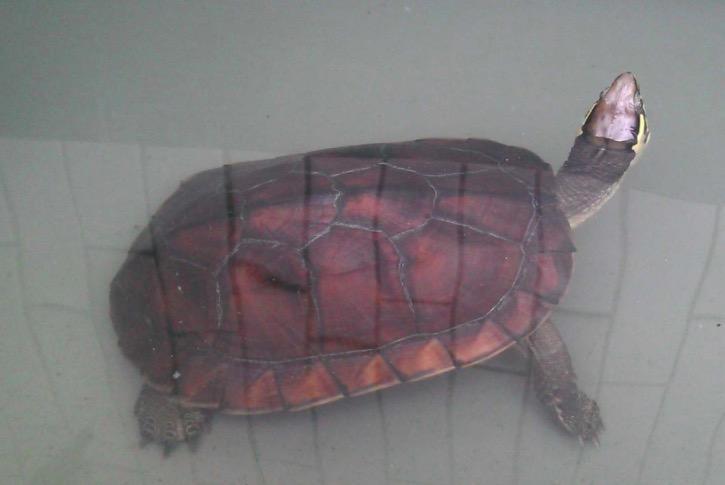 人工条件下：龟的冬眠过程和注意事项