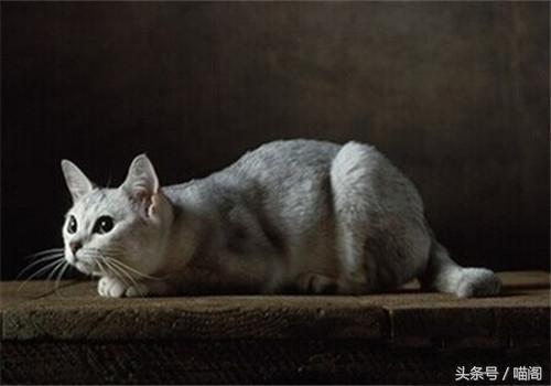 盘点全球5种不常见的猫，还有的没有尾巴