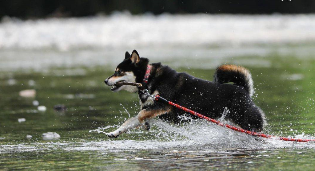 柴犬和边牧哪个适合新手养？柴犬和边牧选择哪一个更合适？