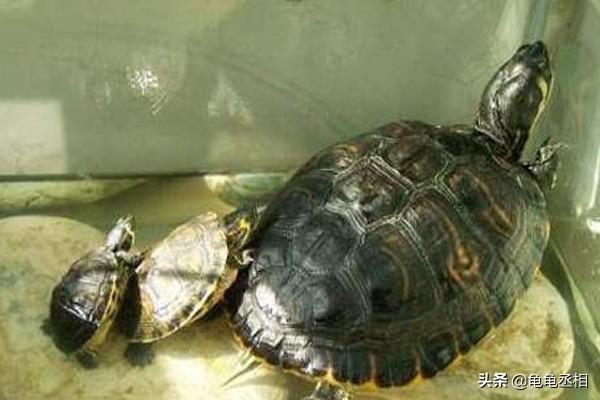 乌龟多长时间需要换一次水？分享养龟经验，提供养龟技巧