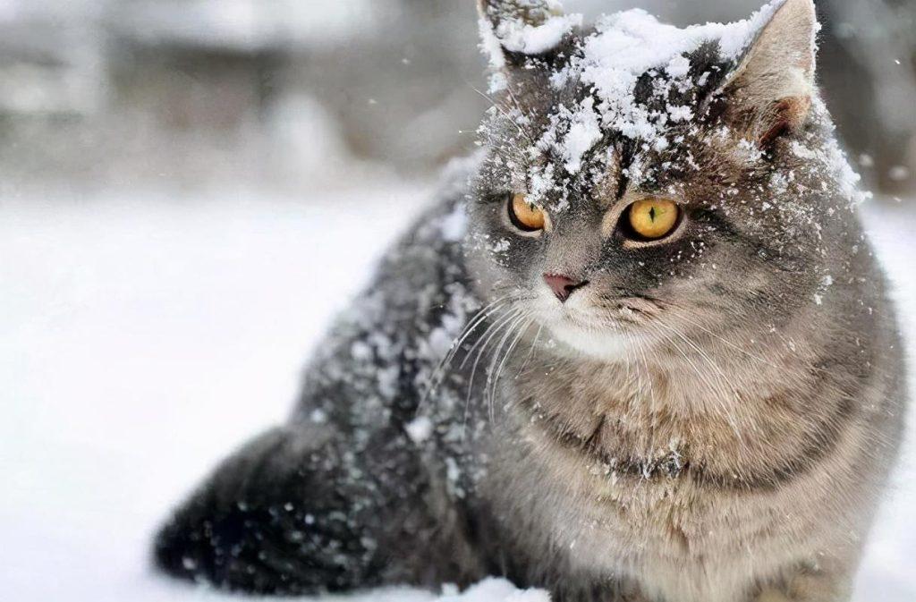 冬天太冷，为猫咪做些什么？教你三招，带着猫咪舒服过冬