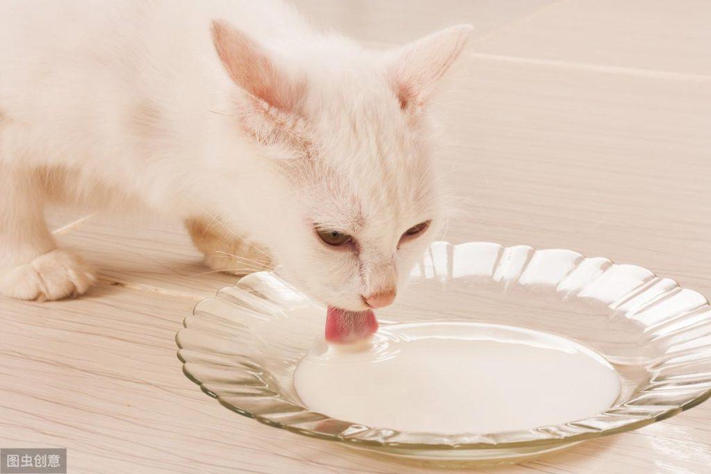 你知道猫猫最喜欢吃什么？这6种食物会让它发狂