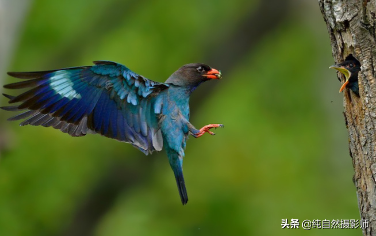 百科知识 | 三宝鸟怎么样？介绍三宝鸟