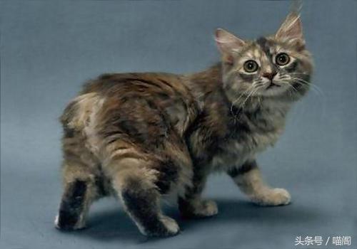 盘点全球5种不常见的猫，还有的没有尾巴