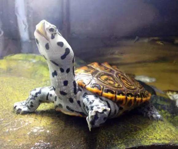 新入手的钻纹龟该如何饲养？钻纹龟的饲养指南