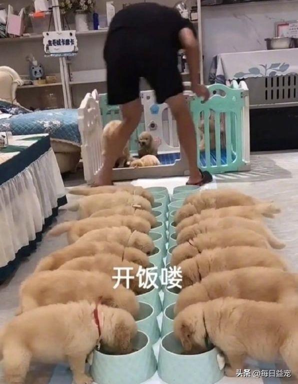 金毛犬一胎产下22只小狗，排队吃饭太壮观