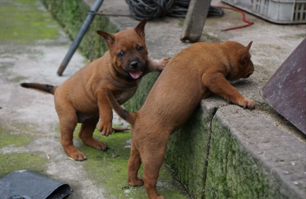 川东猎犬—猎犬之王，有着极强的狩猎能力，真正的国产骄傲